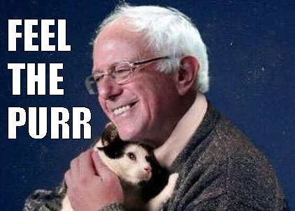 bernie with cat