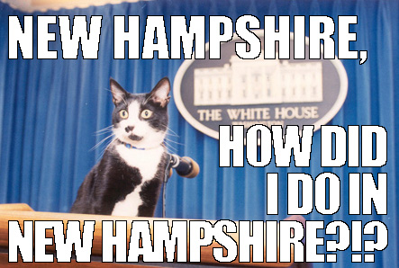 cat meme on new hampshire primaries